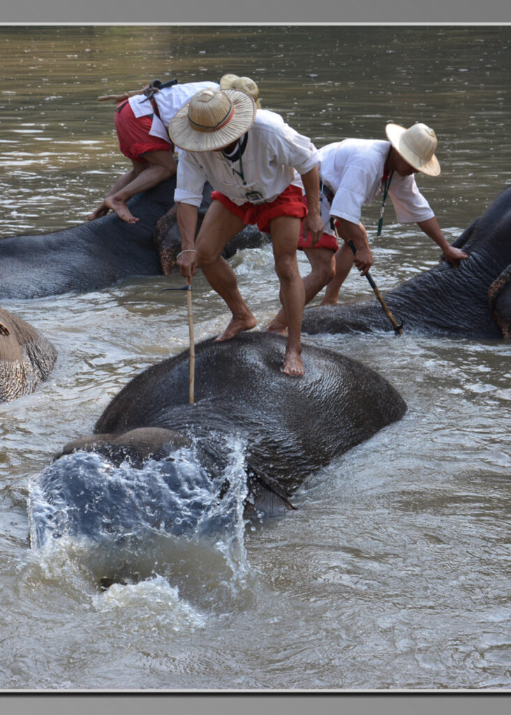 Thai Elephant Conservation Center