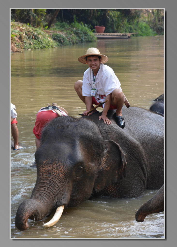 Thai Elephant Conservation Center