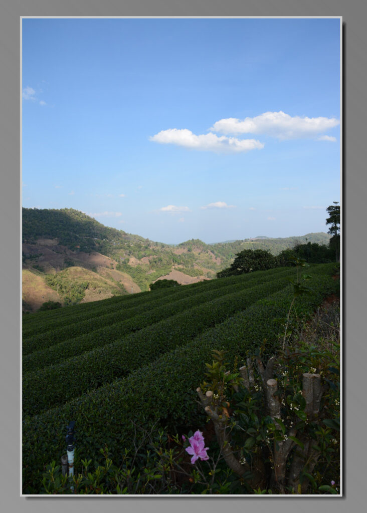 Teeplantage Doi Maesalong